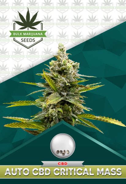 Autoflower CBD Critical Mass Strain