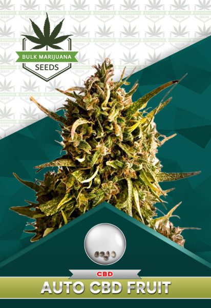 Autoflower CBD Fruit Strain