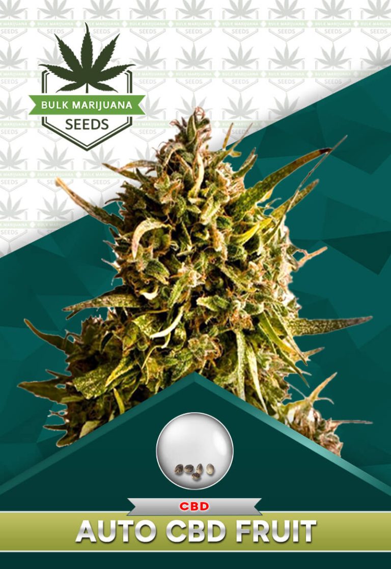 Autoflower CBD Fruit Strain