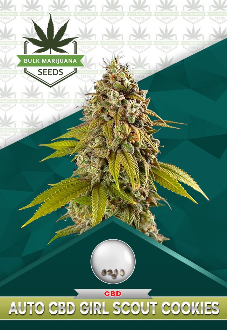 Autoflower CBD Girl Scout Cookies Strain