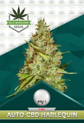Autoflower CBD Harlequin Strain