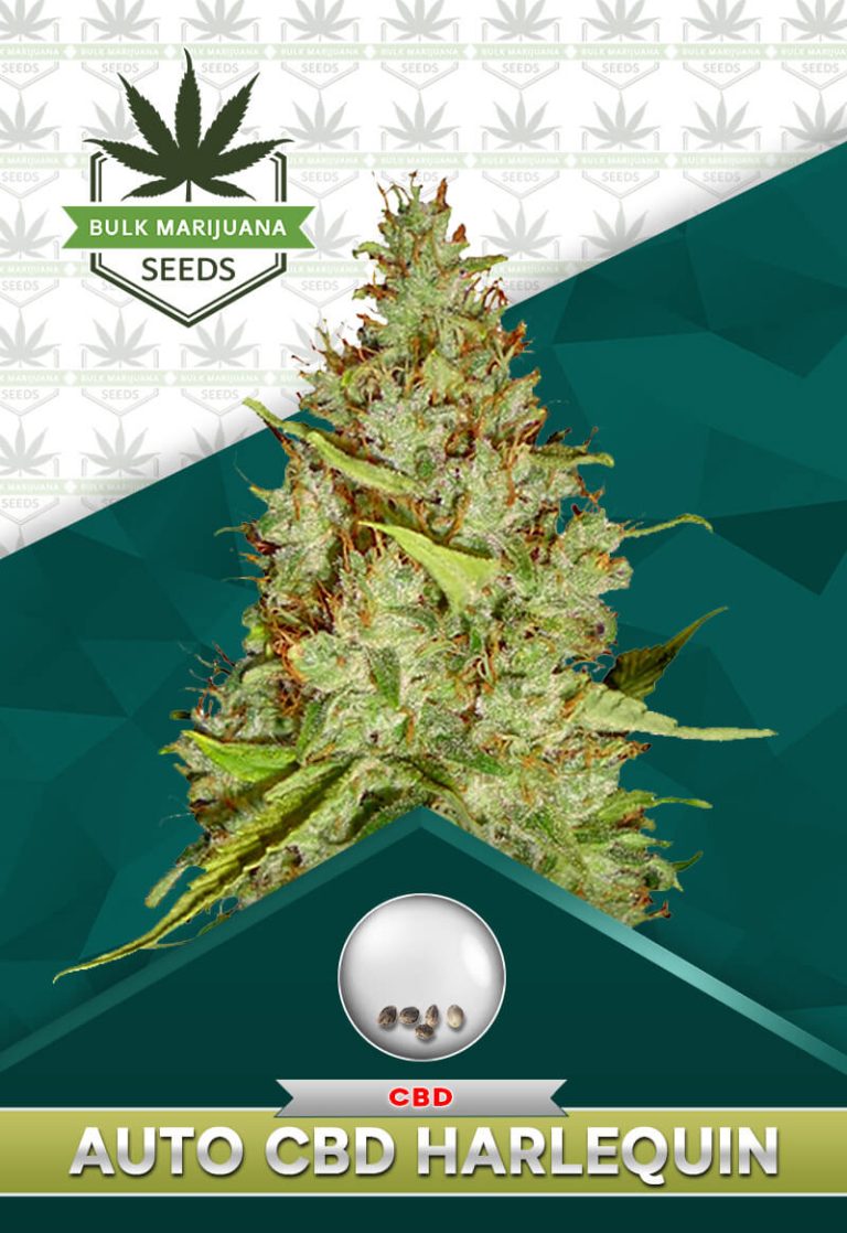 Autoflower CBD Harlequin Strain