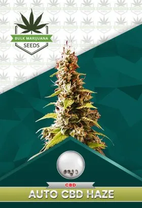 Autoflower CBD Haze Strain
