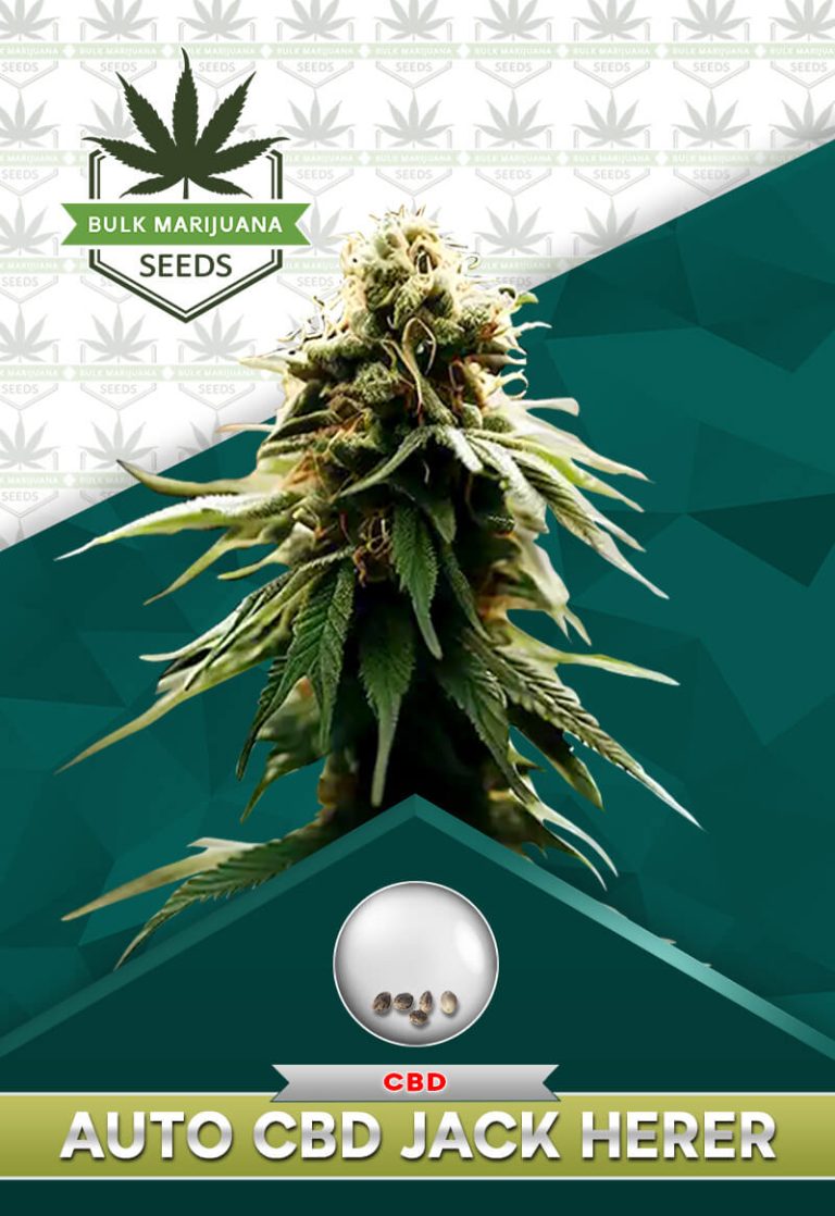 Autoflower CBD Jack Herer Strain