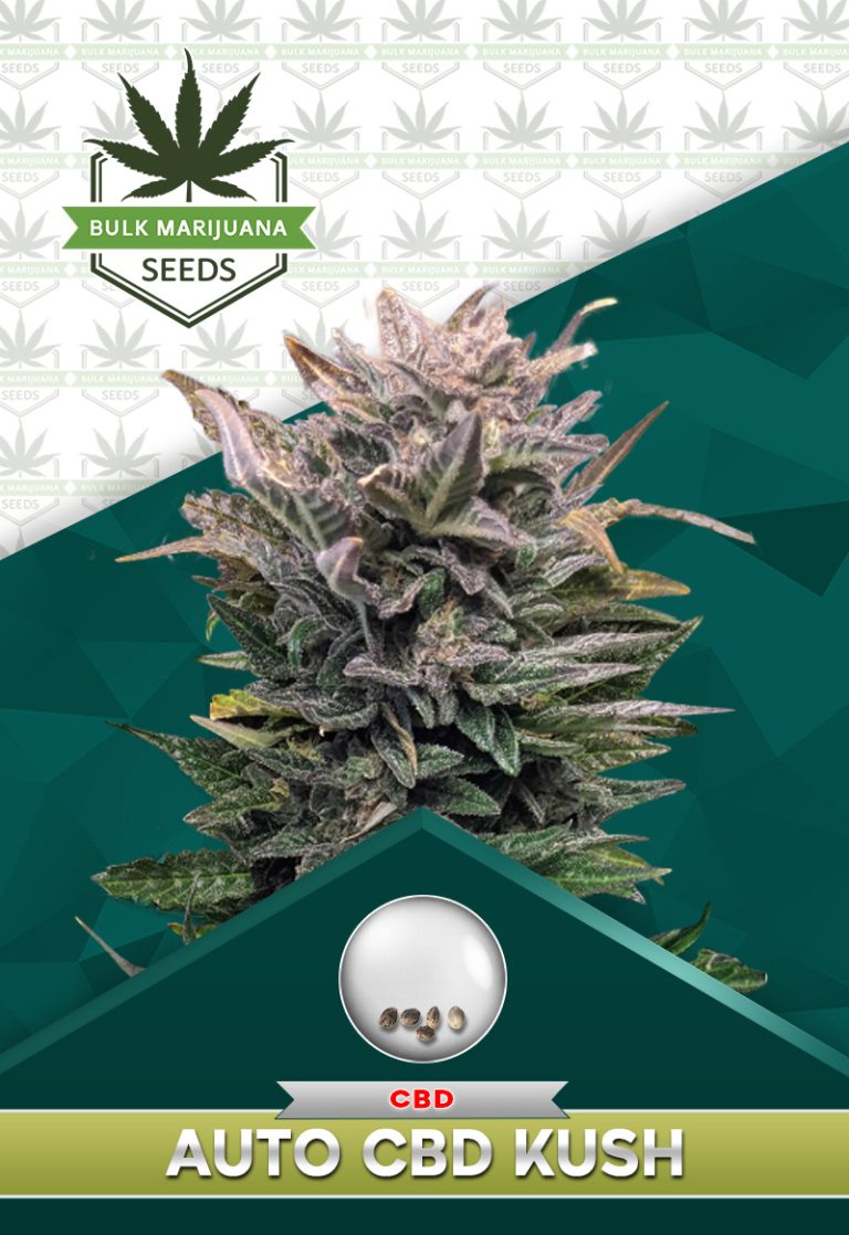 Autoflower CBD Kush
