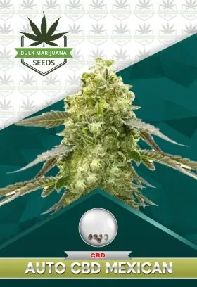 Autoflower CBD Mexican Strain