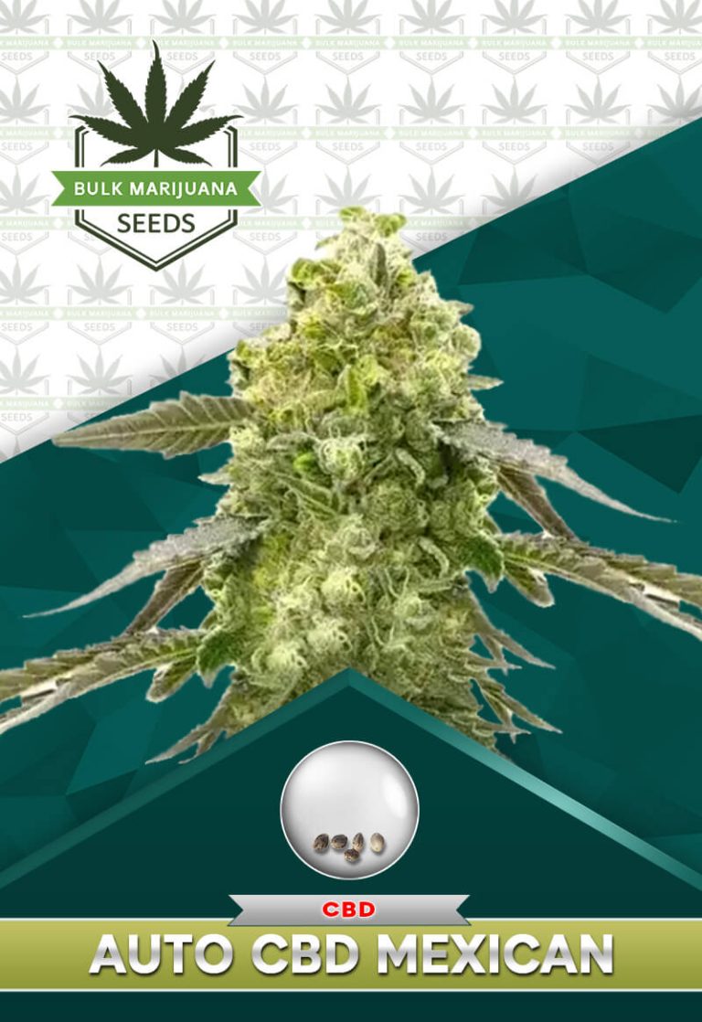 Autoflower CBD Mexican Strain