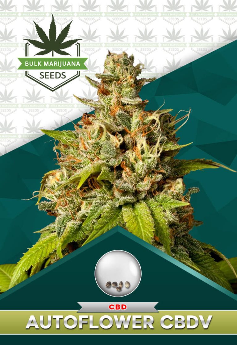 Autoflower CBDV Strain