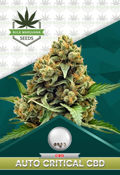 Autoflower Critical CBD Strain