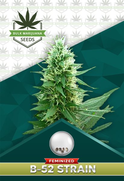 B-52 Strain Feminized