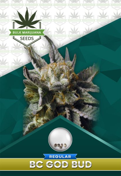 BC God Bud Strain Regular Marijuana Seeds