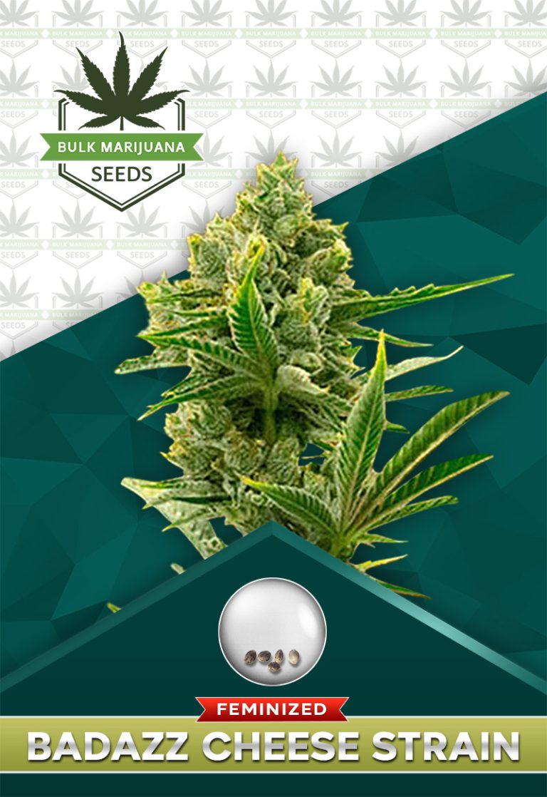 Badazz Cheese Strain Feminized