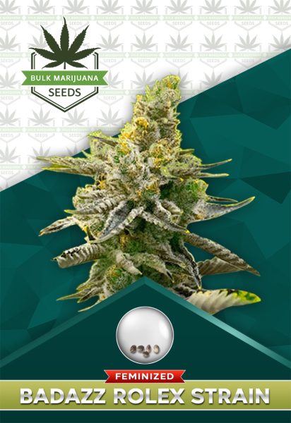Badazz Rolex Strain Feminized