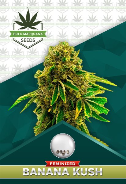 Banana Kush Feminized