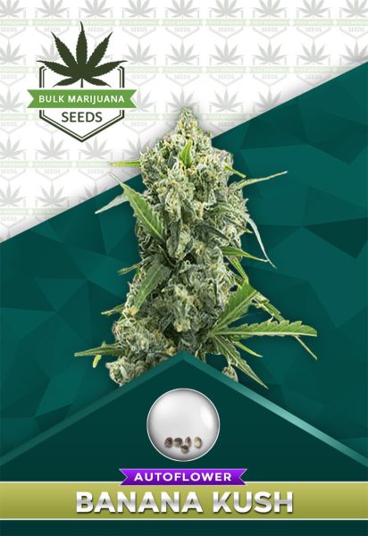 Banana Kush Strain Autoflower