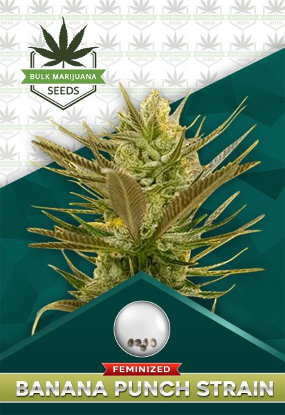 Banana Punch Strain Feminized