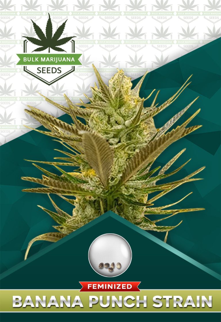 Banana Punch Strain Feminized