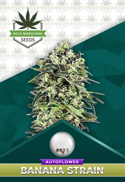 Banana Strain Autoflowering