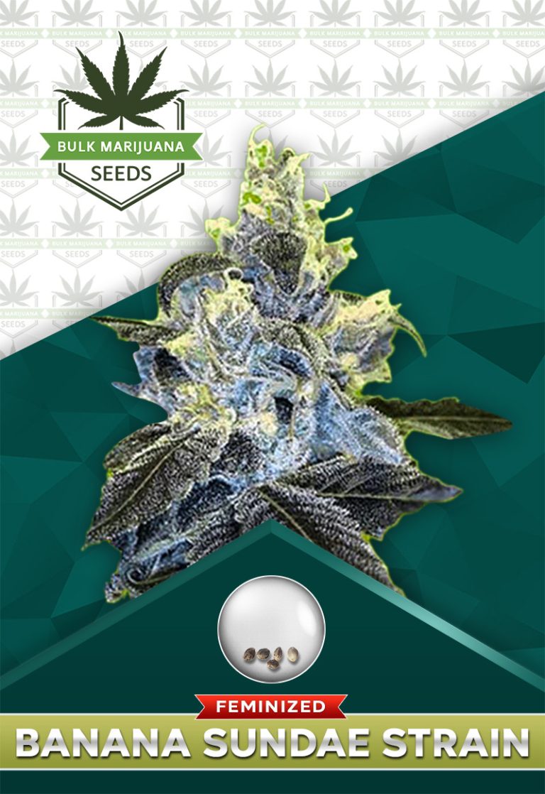 Banana Sundae Strain Feminized
