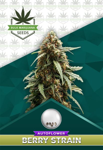 Berry Strain Autoflowering