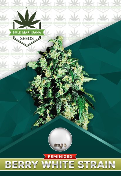 Berry White Strain Feminized