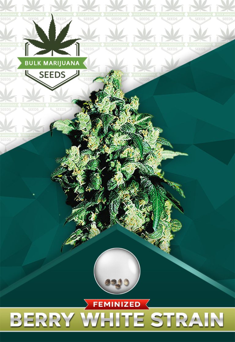 Berry White Strain Feminized