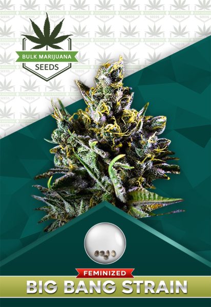 Big Bang Strain Feminized