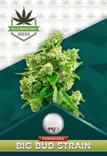 Big Bud Strain Feminized