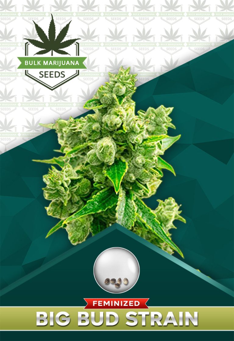 Big Bud Strain Feminized