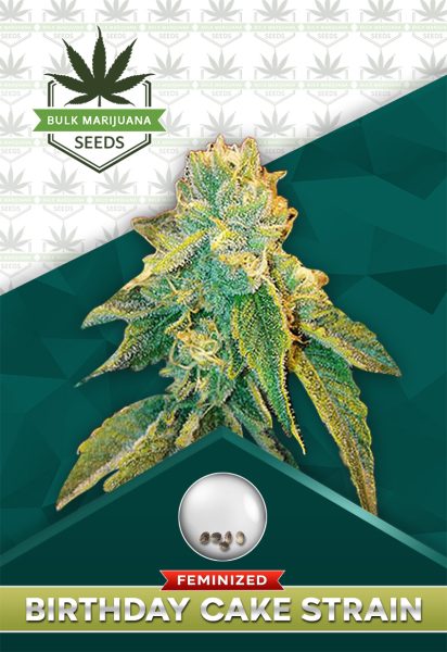 Birthday Cake Strain Feminized