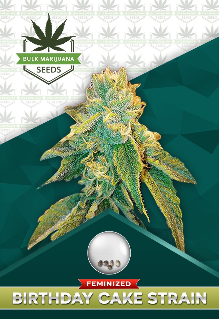 Birthday Cake Strain Feminized