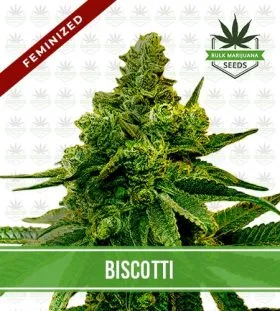 Biscotti Strain Feminized