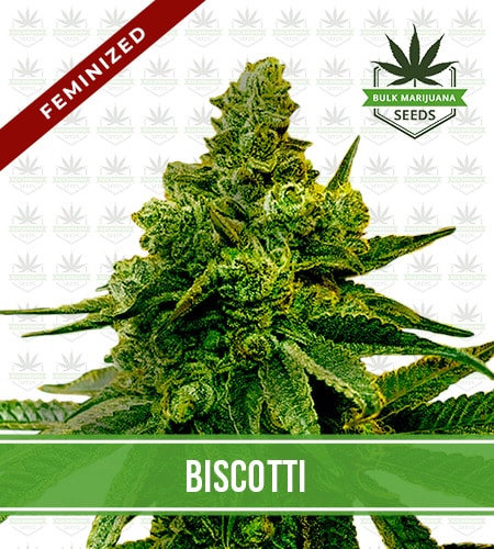 Biscotti Strain Feminized