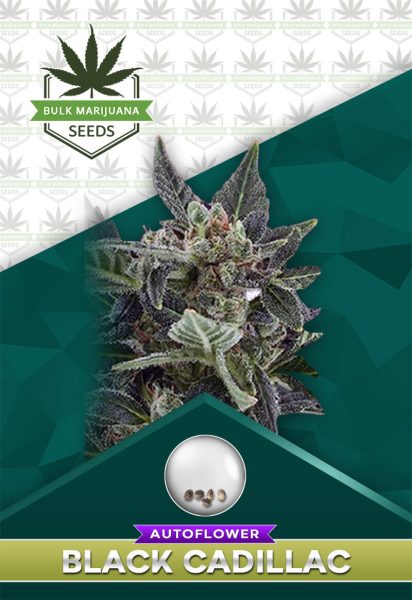 Black Cadillac Strain Autoflowering