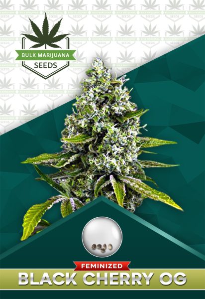 Black Cherry OG Strain Feminized