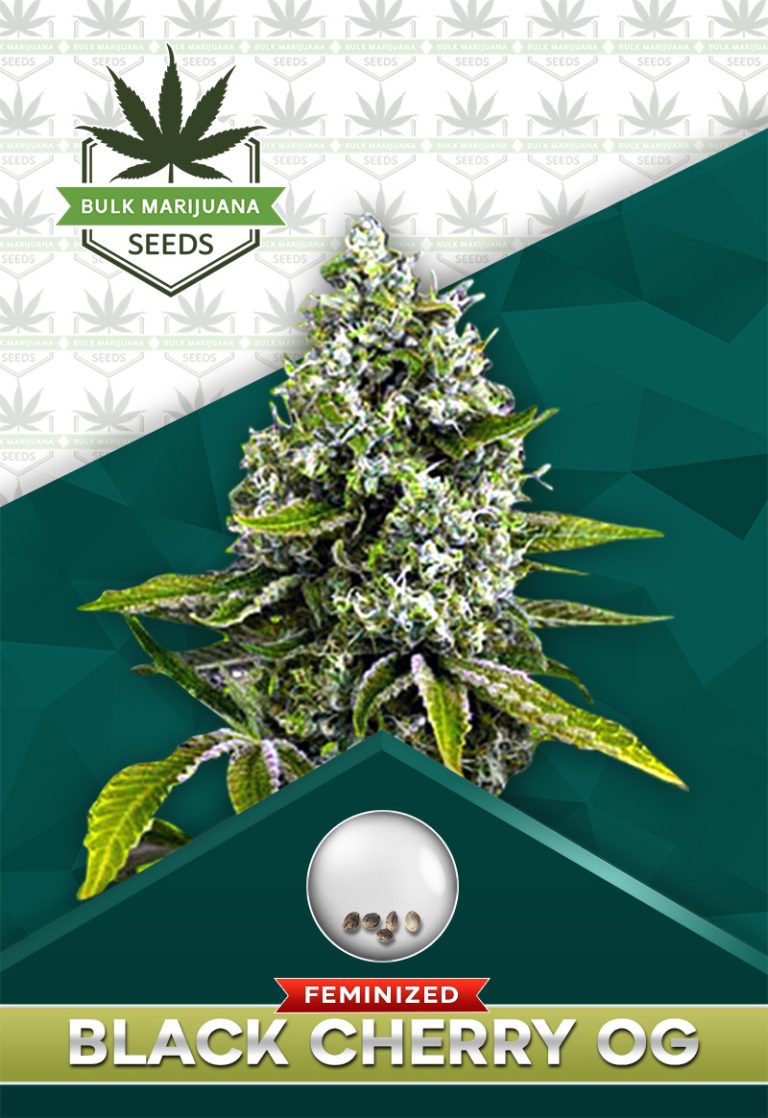 Black Cherry OG Strain Feminized