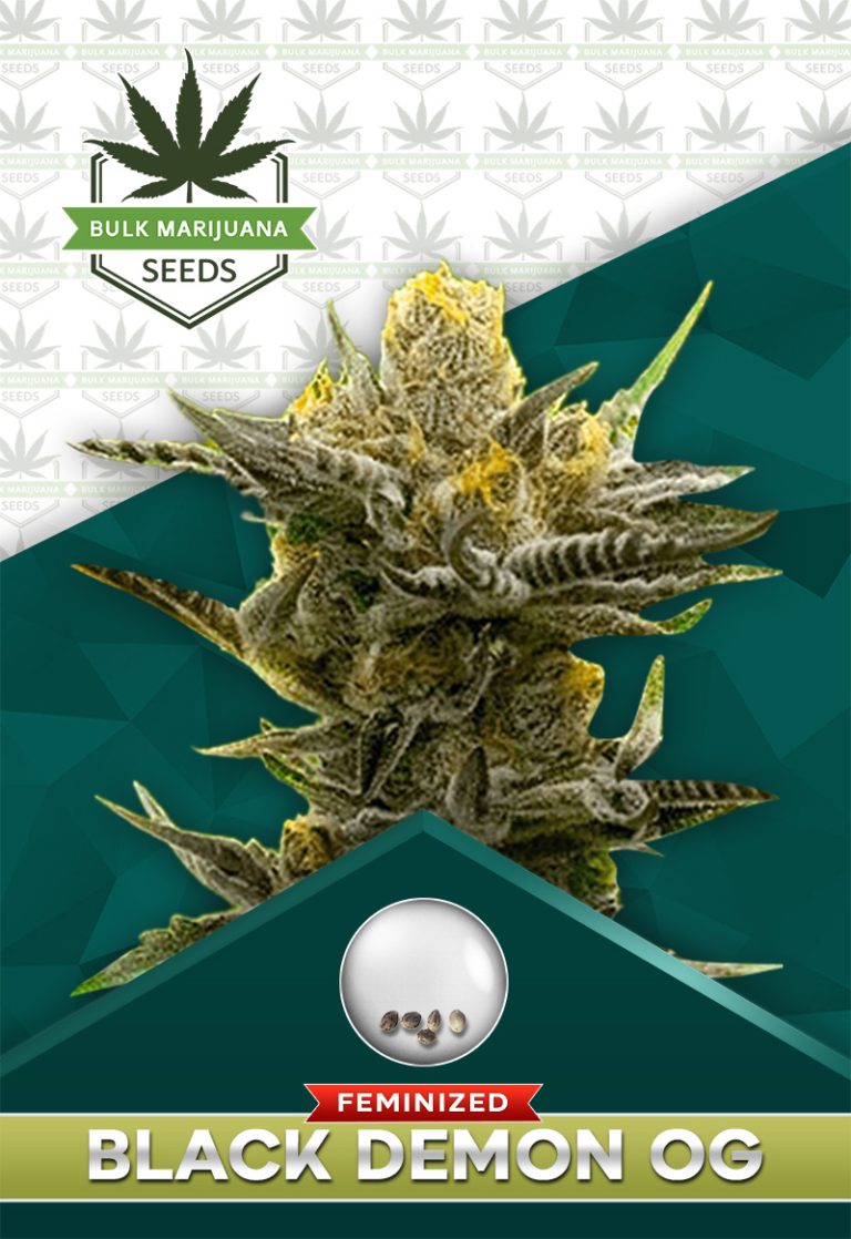 Black Demon OG Strain Feminized