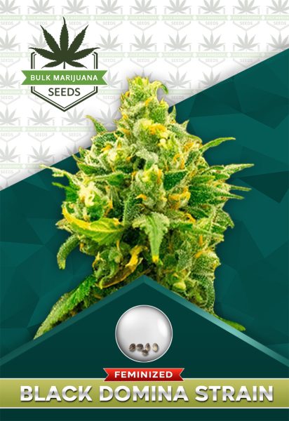 Black Domina Strain Feminize