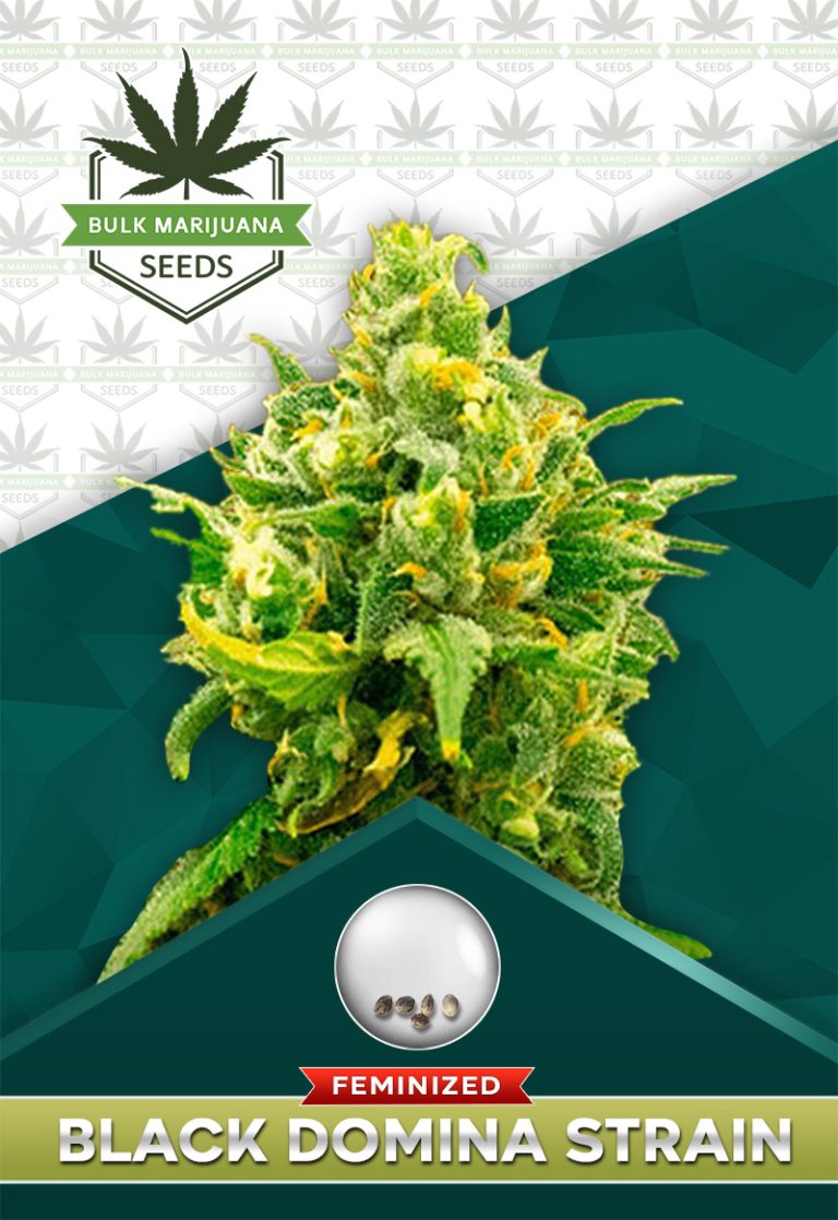 Black Domina Strain Feminize