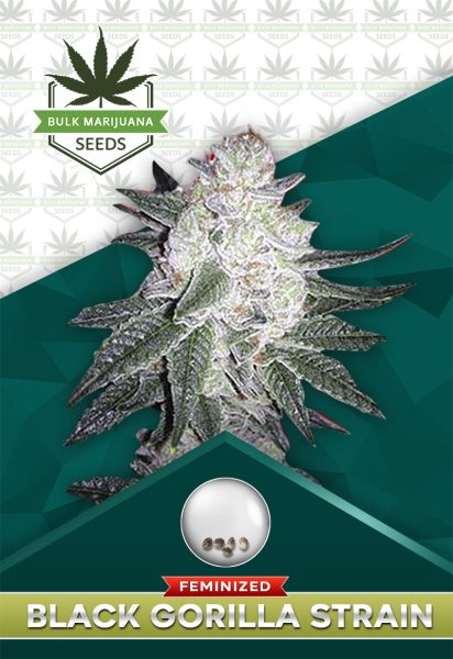 Black Gorilla Strain Feminized