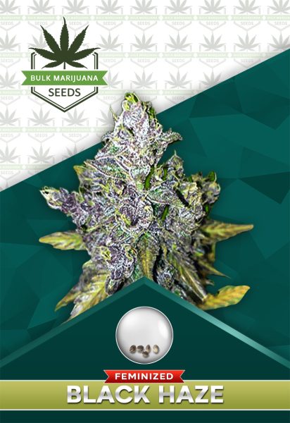 Black Haze Feminized