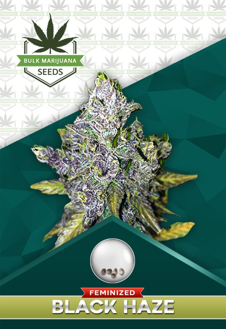 Black Haze Feminized