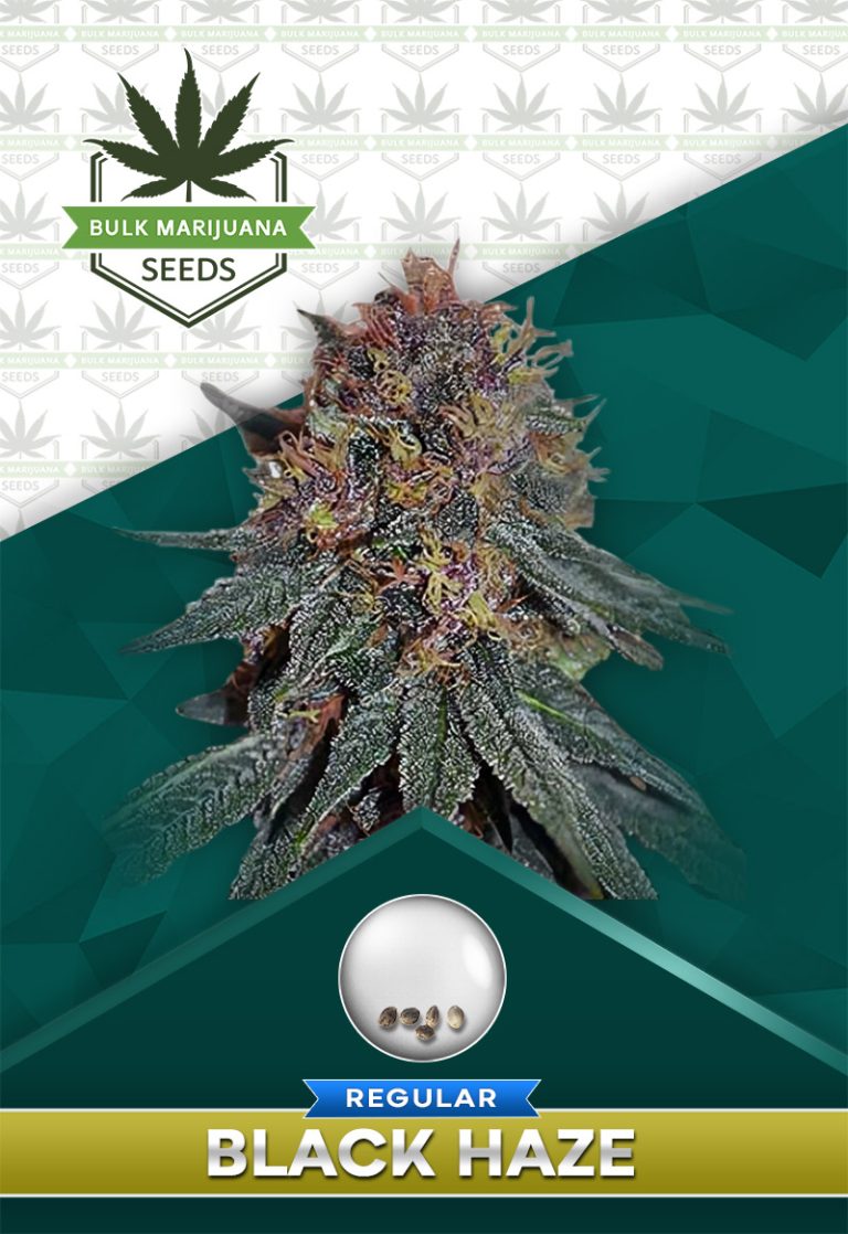 Black Haze Strain Regular Marijuana Seeds