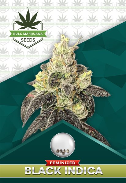 Black Indica Strain Feminized
