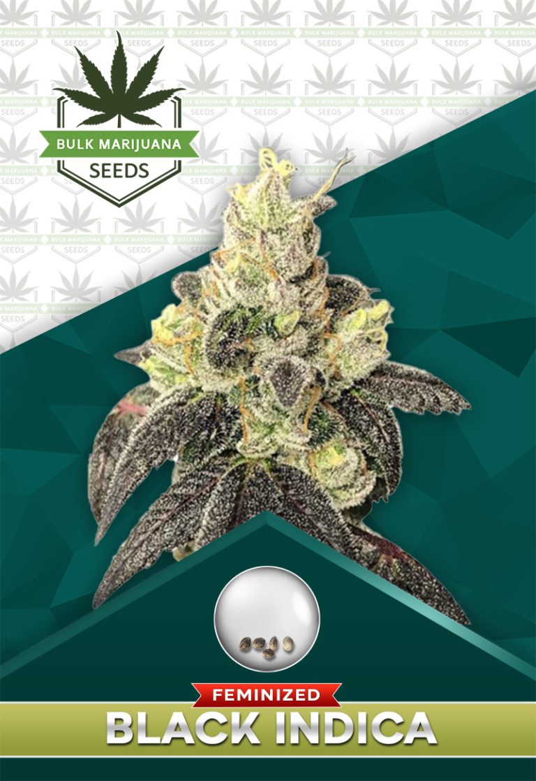 Black Indica Strain Feminized