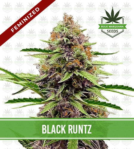 Black Runtz Strain Feminized