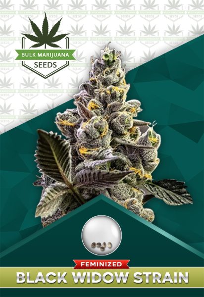 Black Widow Strain Feminized