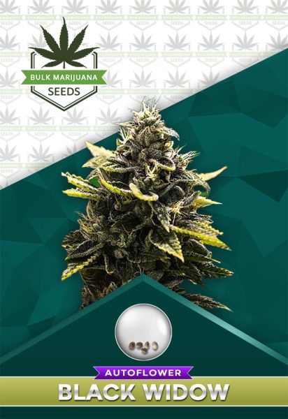 Black Widow Strain Autoflowering