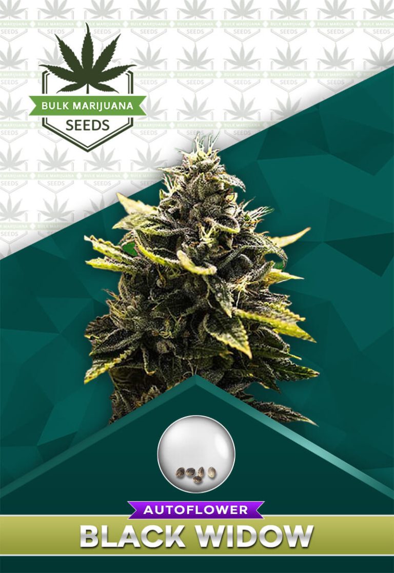 Black Widow Strain Autoflowering