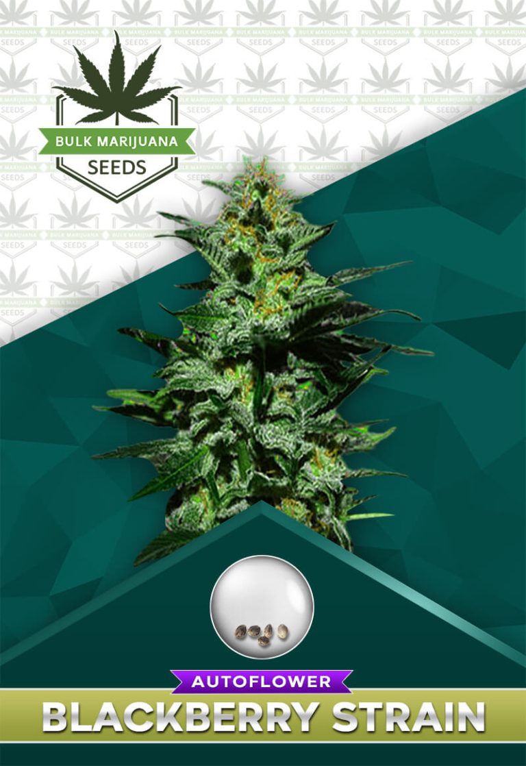 BlackBerry Strain Autoflower